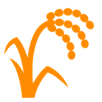 Sheaf of Rice