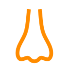 Nose