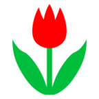 Tulip