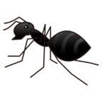 Ant