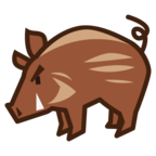 Boar