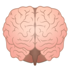 Brain