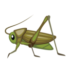 Cricket
