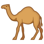 Camel