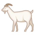 Goat