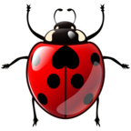 Lady Beetle