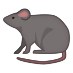 Rat