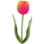Tulip