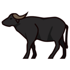 Water Buffalo