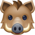 Boar