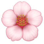 Cherry Blossom