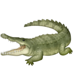 Crocodile