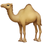 Camel