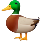 Duck