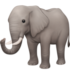 Elephant