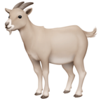 Goat