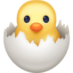 Hatching Chick
