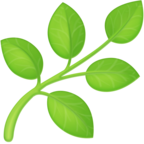 Herb