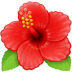 Hibiscus