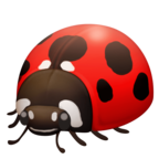 Lady Beetle