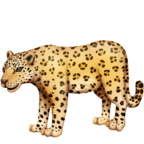Leopard