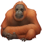 Orangutan