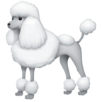Poodle