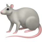 Rat
