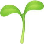 Seedling
