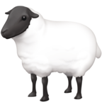 Ewe