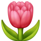Tulip