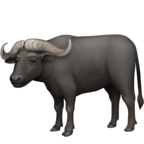 Water Buffalo