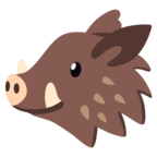 Boar