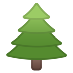 Evergreen Tree