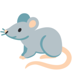 Rat