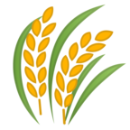 Sheaf of Rice