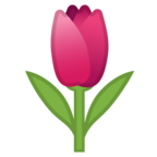 Tulip
