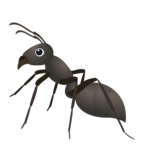 Ant