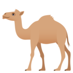 Camel