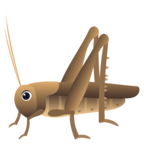 Cricket