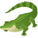 Crocodile