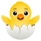 Hatching Chick
