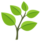 Herb