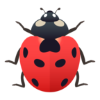 Lady Beetle