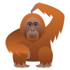 Orangutan