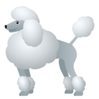 Poodle