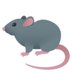 Rat