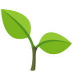 Seedling