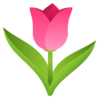Tulip