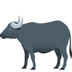 Water Buffalo